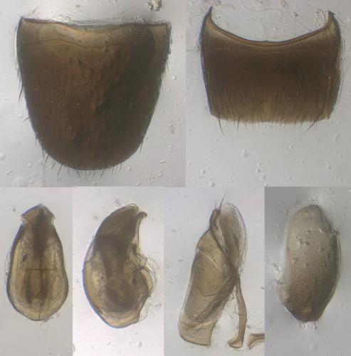 Réf. 350 880 : Atheta insignicollis